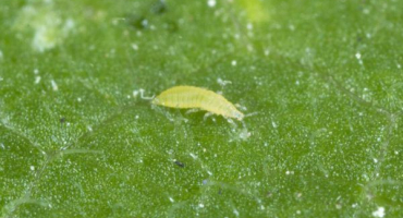 Kontrola třásněnek na orchidejích - osvědčené metody